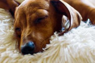 Dog sleeping